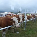 bacia expozitie targ baltat o 1
