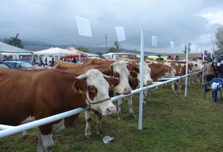 bacia expozitie targ baltat o 1