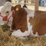 baltata romaneasca la agromalim 2012 o 1