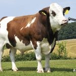 baltata tip simmental o 1