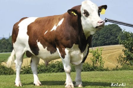 baltata tip simmental o 1