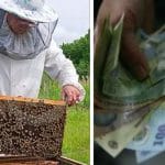 bani apicultori o