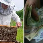 bani apicultori o