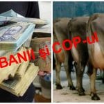 banii si cop o