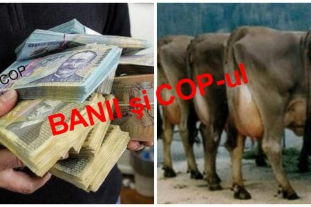 banii si cop o