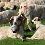 berbec turma ovine o 1