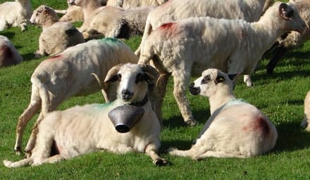 berbec turma ovine o 1