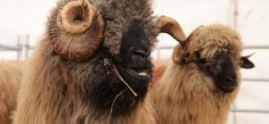 berbecii de la apia o