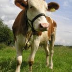 bovina la pascut o 1