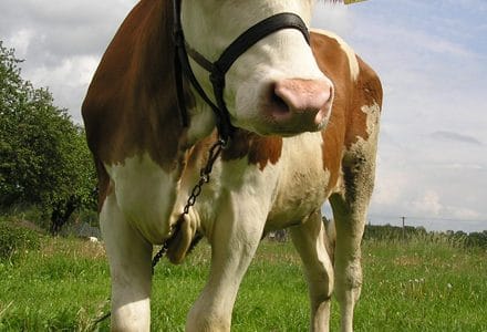 bovina la pascut o 1