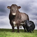 bovina pitica o 1