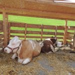 bovine la agrobihor 2014 o 1