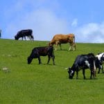 bovine pe pasune o 1