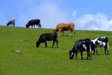bovine pe pasune o 1
