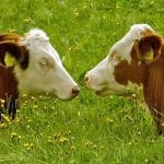 bovine o 1