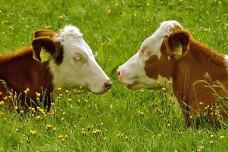 bovine o 1