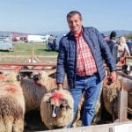breaza regina turcanelor expozitie ovine totesti 2021 10 o