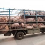 camion transport porci o
