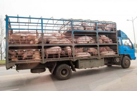 camion transport porci o