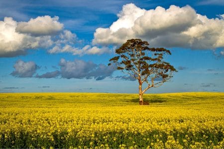 canola o 1