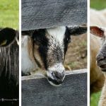 capra oaie vaca o 1