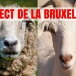 capre oi bruxelles o