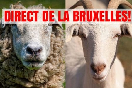 capre oi bruxelles o