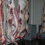 carcase carne vita o