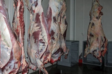 carcase carne vita o