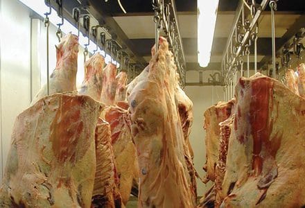 carcase vita o 1