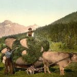 caruta trasa de un bou o 1
