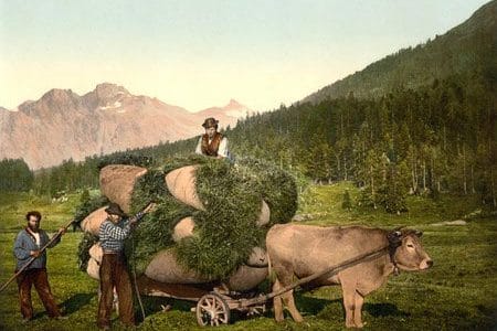 caruta trasa de un bou o 1