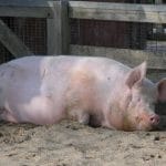 ce porc 054378 o 1