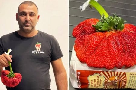 cea mai mare capsuna din lume o
