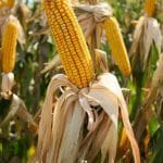 cercetare agricola o 1