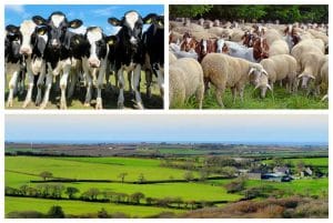 Calendar iunie obligații fiscale fermieri, crescători de animale!