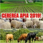 cererea apia 2019 o 1