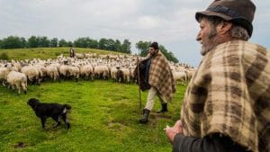 Interdicție pentru crescătorii de ovine!