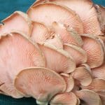 ciuperci pleurotus o 1