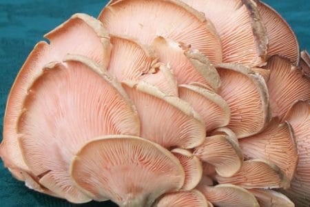 ciuperci pleurotus o 1