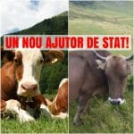 colaj ajutor bruna o