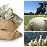 colaj animale subventii o 1