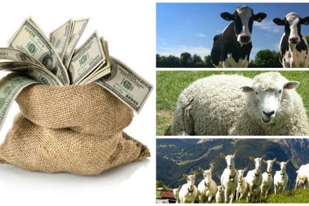 colaj animale subventii o 1