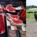 colaj carne angus o