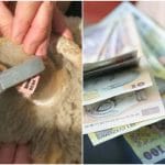 colaj crotalii bani o 1