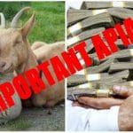 colaj cuplat ovine o