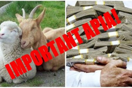 colaj cuplat ovine o