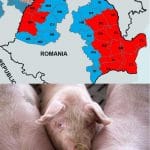 colaj harta porc o