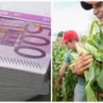 colaj plata tineri o