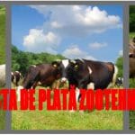 colaj plata zoo o
